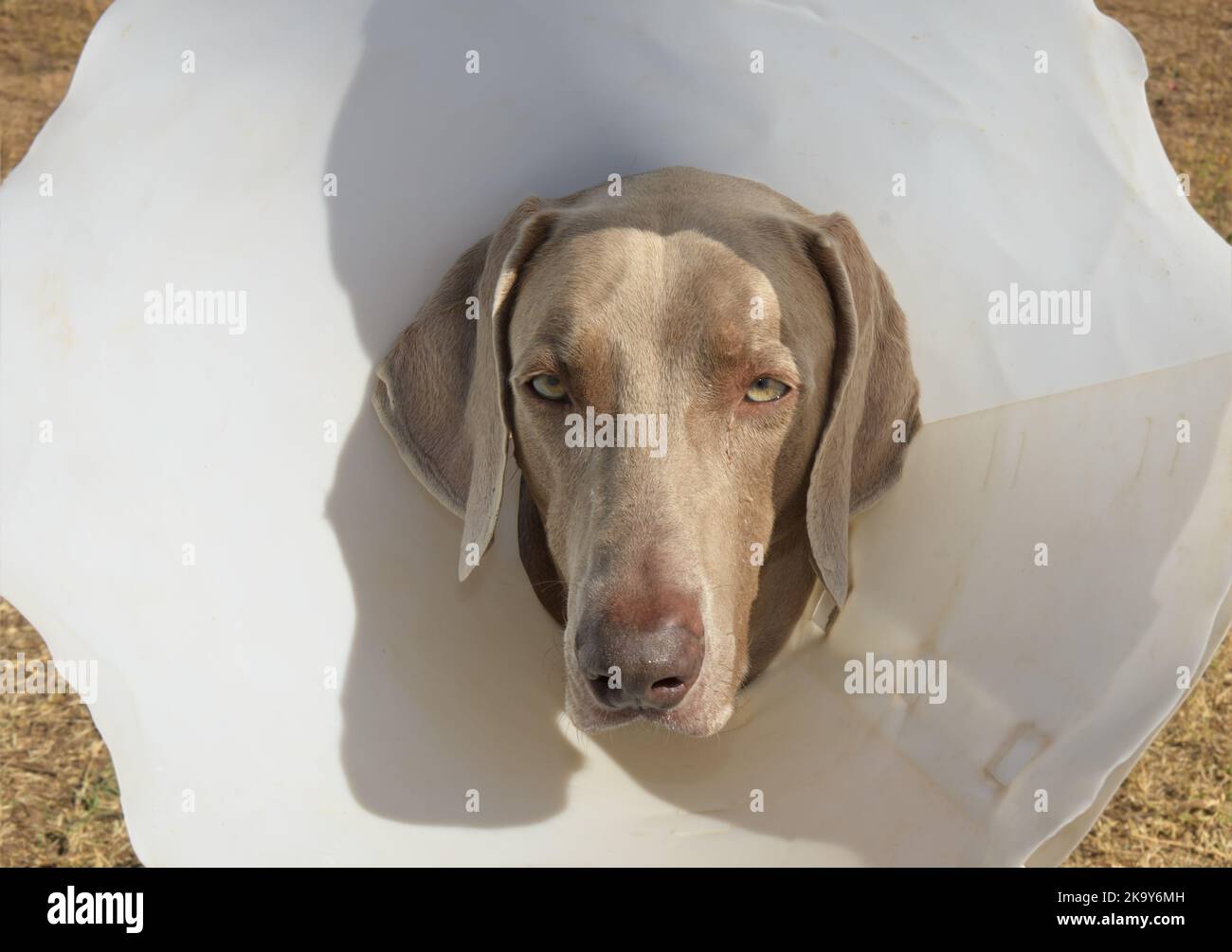Weimaraner dog wearing a medical collar to prevent him from licking a wound Stock Photo