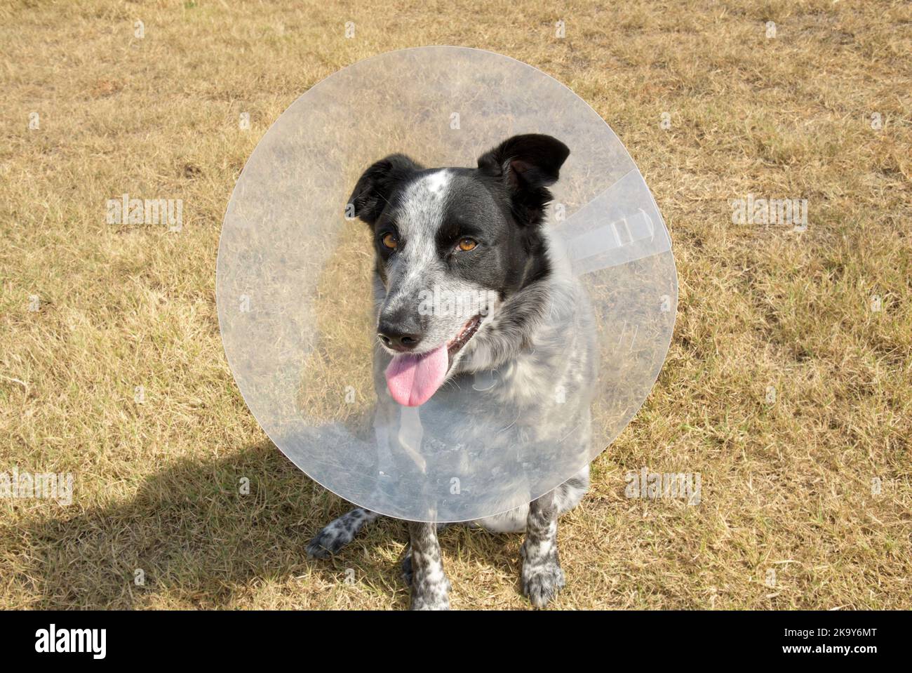 Black and white spotted dog sitting on dry grass, wearing a medical collar, looking at the viewer Stock Photo