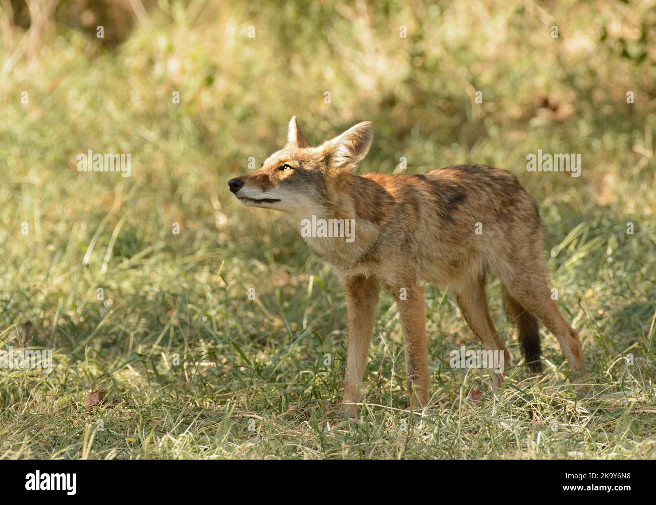 Young coyote in partial shade in afternoon sun, looking up to a tree Stock Photo
