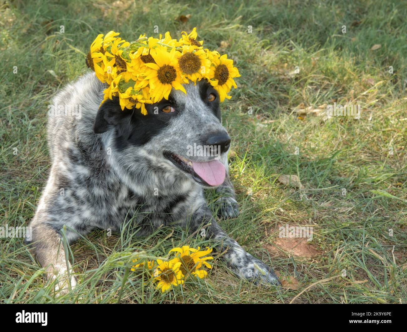 Adorable black and white spotted dog wearing a sunflower wreath, looking at the viewer Stock Photo