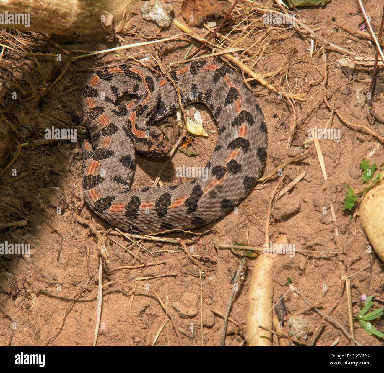 Western Pygmy Rattlesnake coiled in a defensive posture, camouflaged on the ground near a shady spot Stock Photo