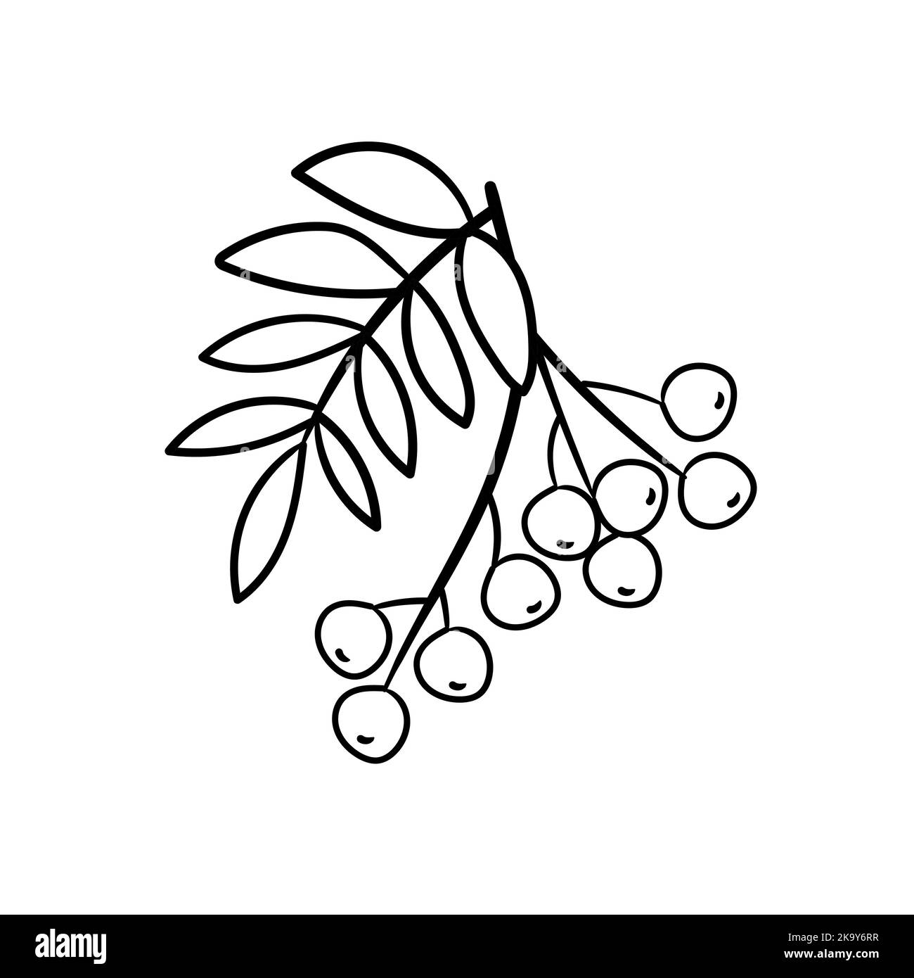 Hand drawn rowan branch, autumn element. Vector illustration in doodle ...