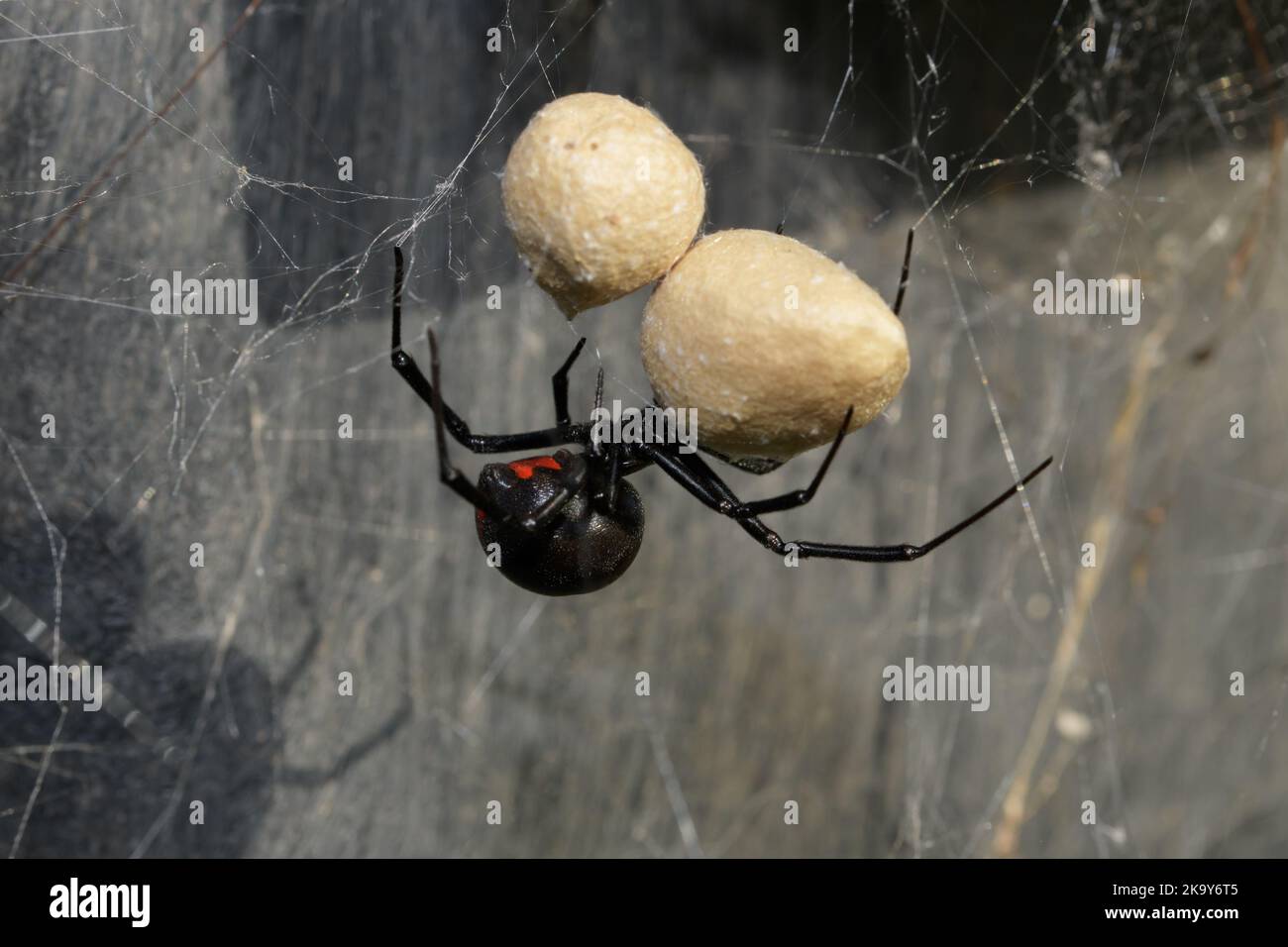 Female Southern Black Widow spider guarding her two egg sacs, hanging on her web Stock Photo