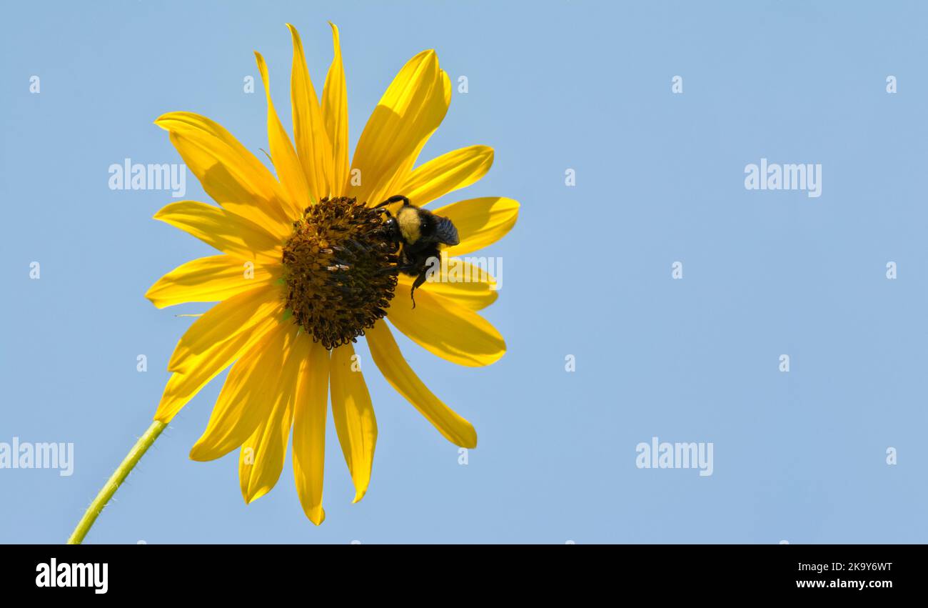 Bumble bee on a sunflower against blue skies Stock Photo