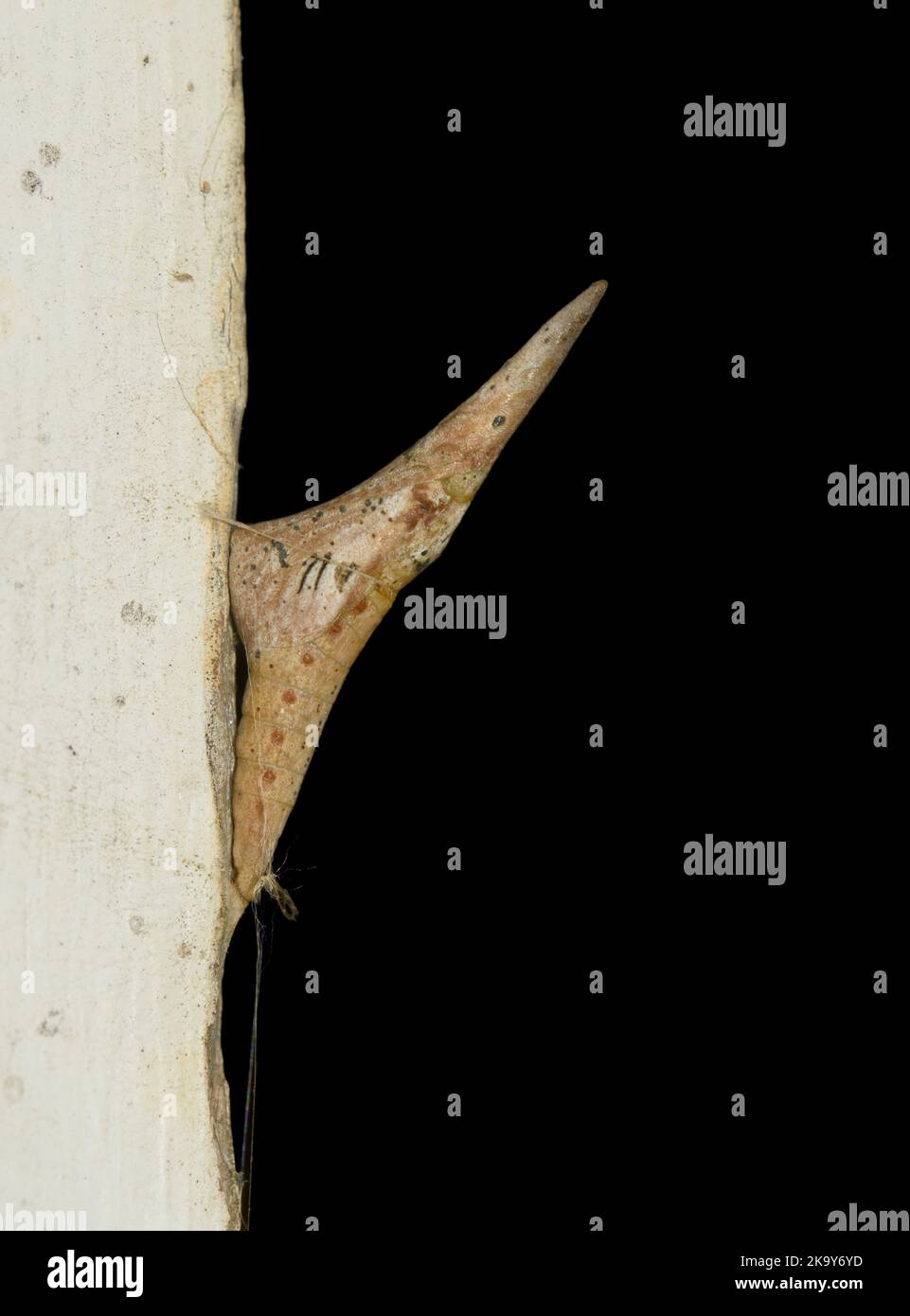 Long and narrow chrysalis of a tiny Falcate Orangetip butterfly attached to a barn door. The chrysalis can overwinter for two or more years before ecl Stock Photo