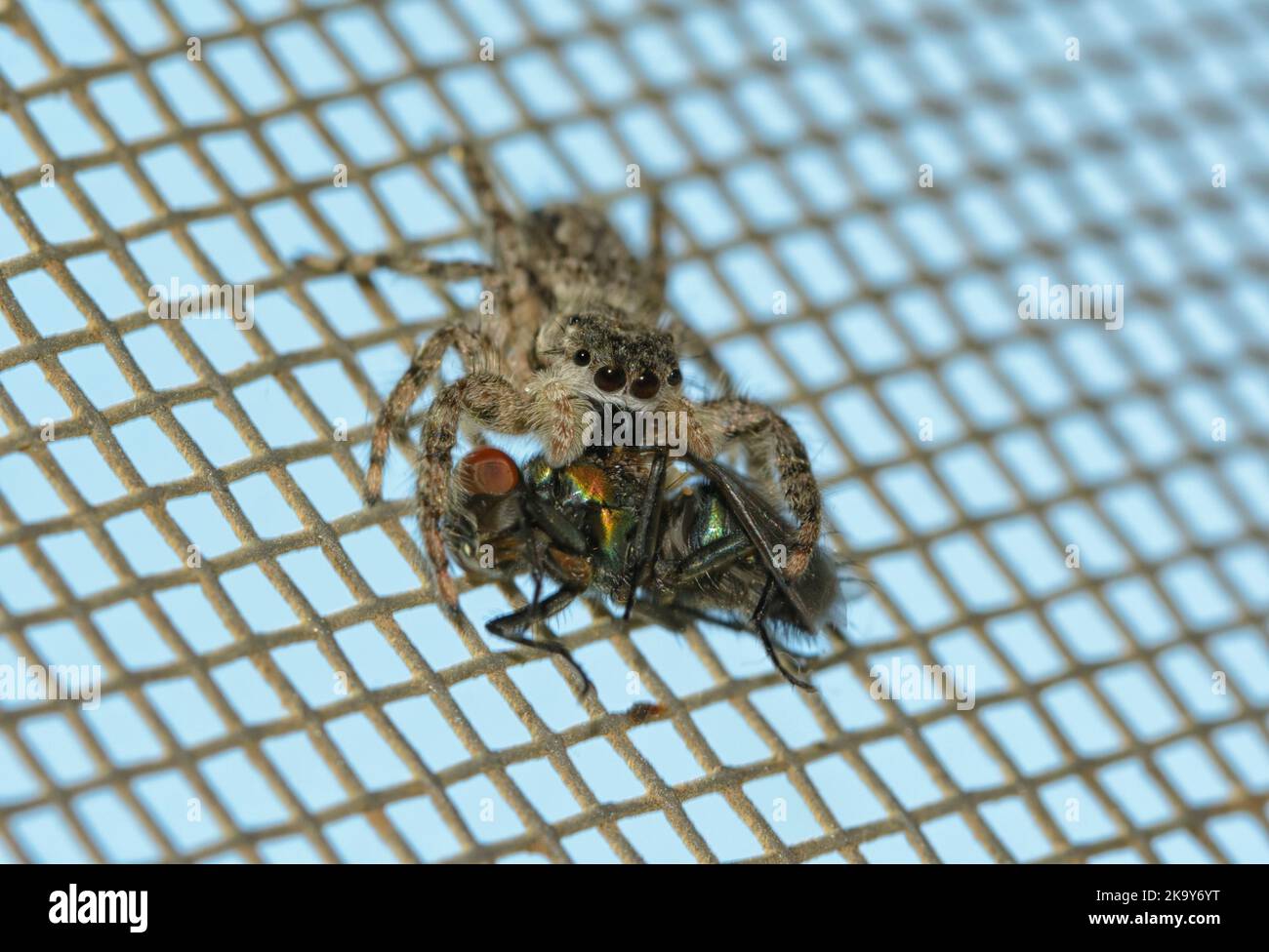 Female Tan jumping spider holding a fly in her pedipalps while hanging onto a window screen Stock Photo