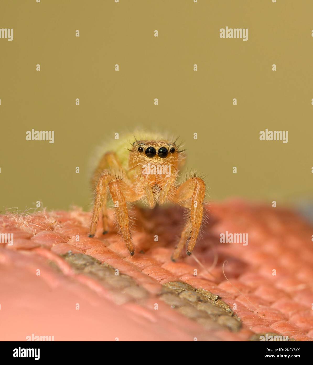 Adorably cute immature female Phidippus pius jumping spider on pink nylon with muted green background Stock Photo