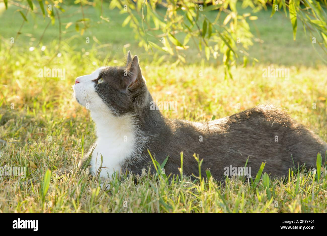 Beautiful gray and white cat in grass in the shade of a willow tree, looking up; back lit by late afternoon sun Stock Photo