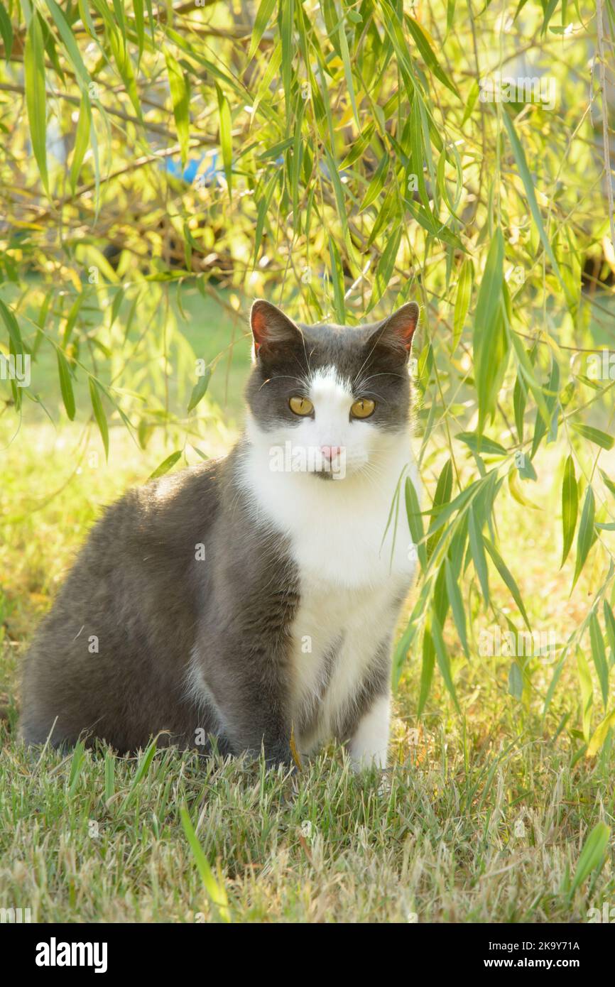 Gray and white cat sitting in grass in the shade of a willow tree, back lit by evening sun Stock Photo