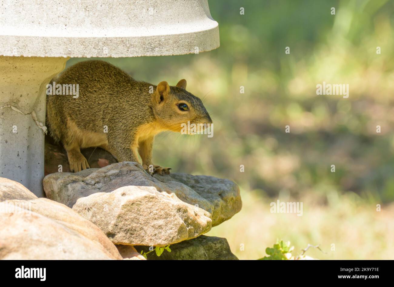 Squirrel in the shade of a concrete bird bath on a hot summer day Stock Photo