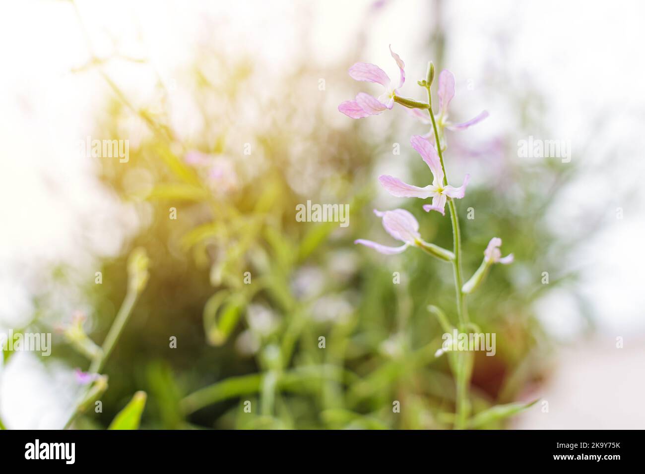 Blooming night-scented stock (Matthiola longipetala) Stock Photo