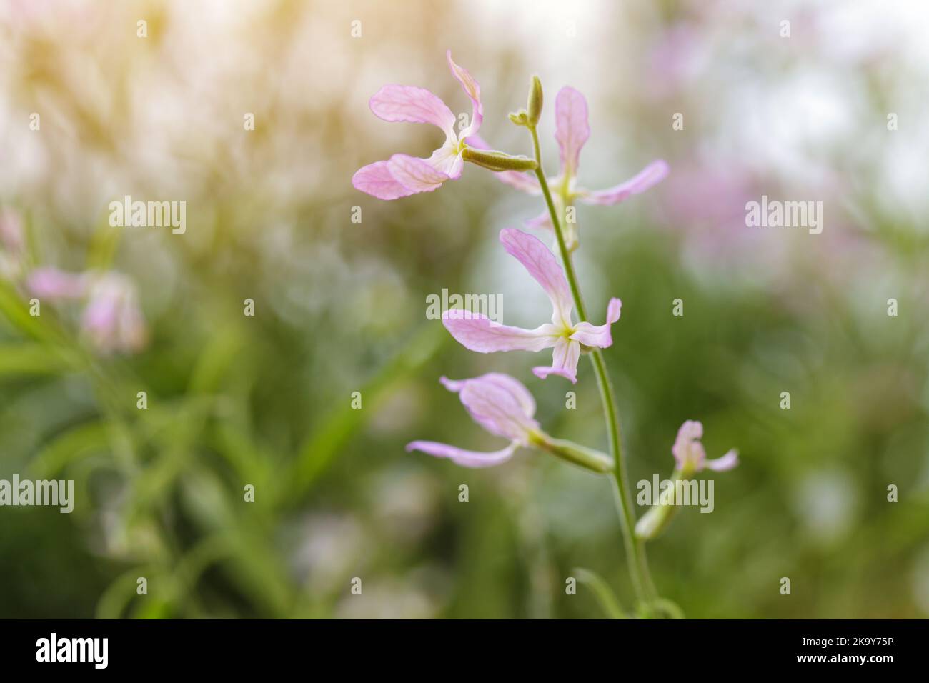 Blooming night-scented stock (Matthiola longipetala) Stock Photo