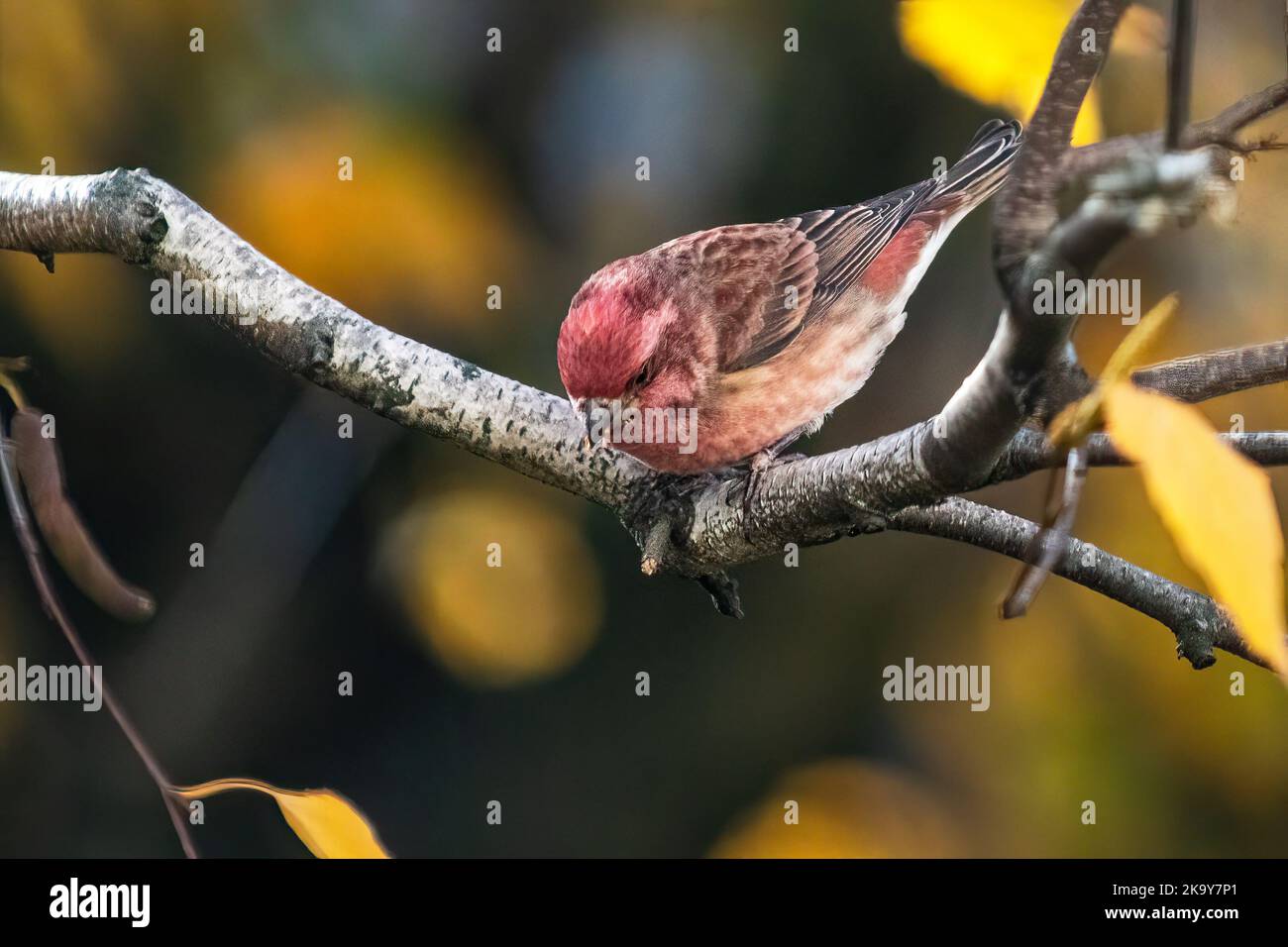 Male House finch  in autumn Stock Photo