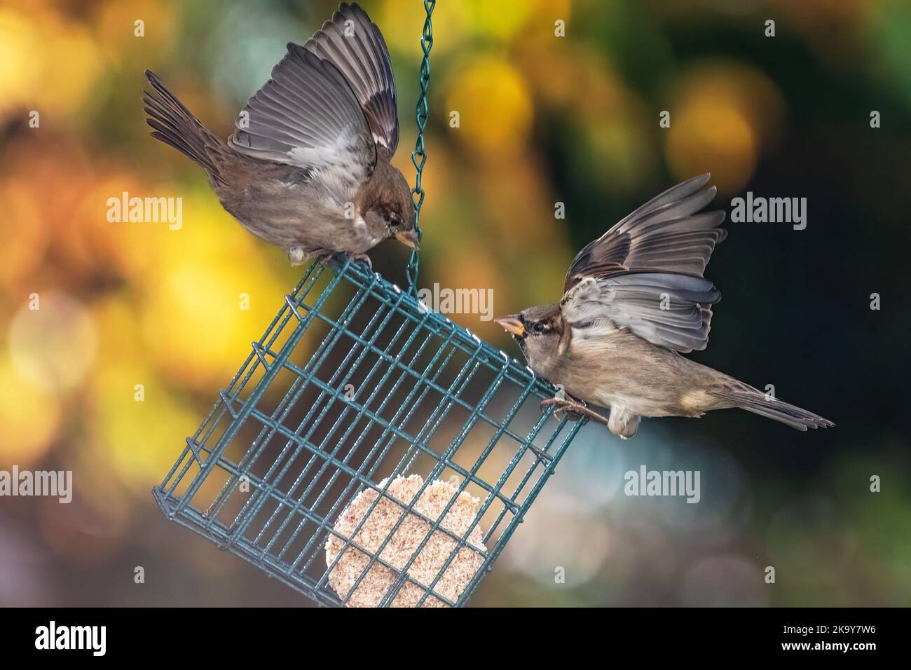 House sparrows at suet feeder Stock Photo