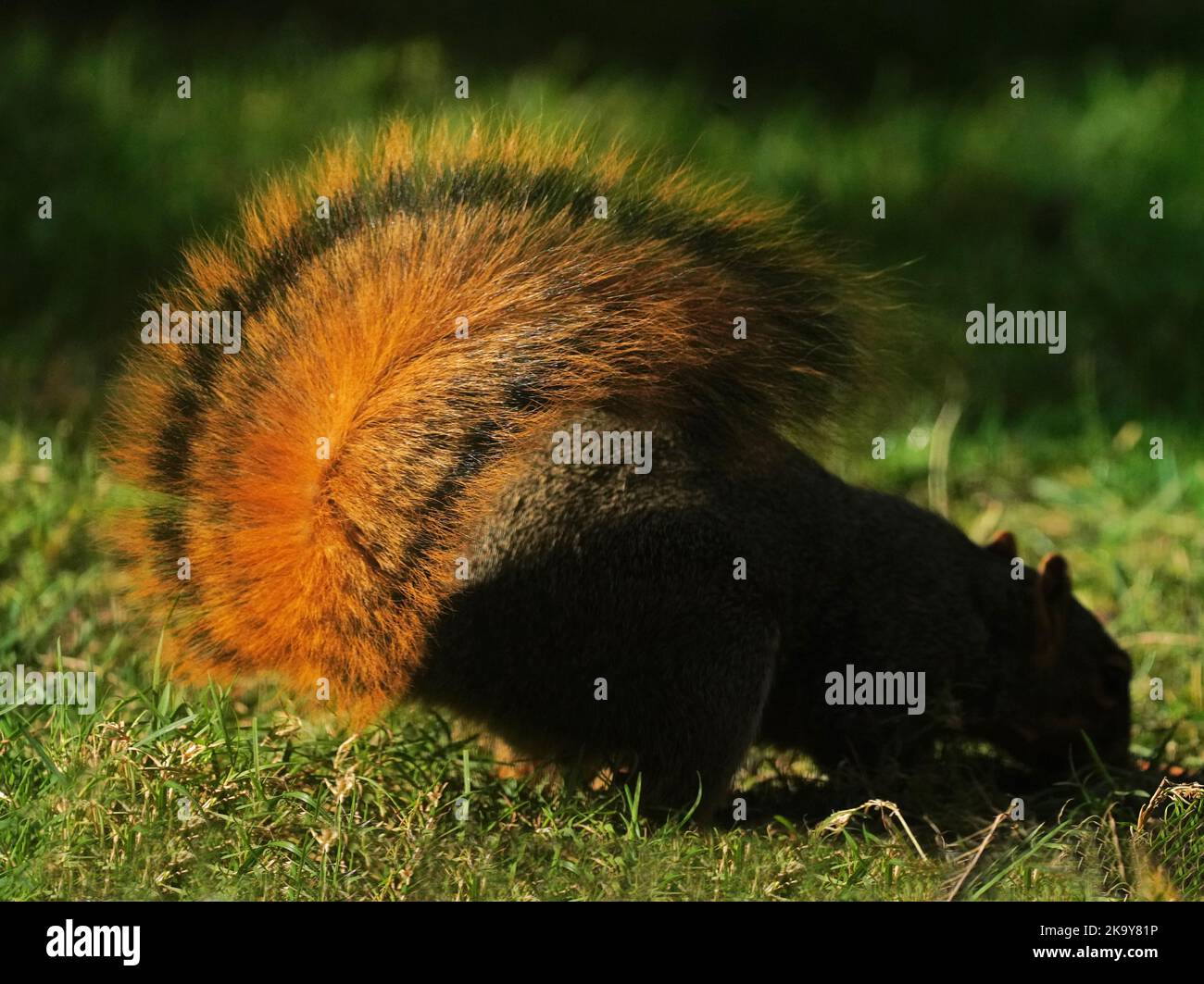 Eastern Fox Squirrel building nest Stock Photo Alamy
