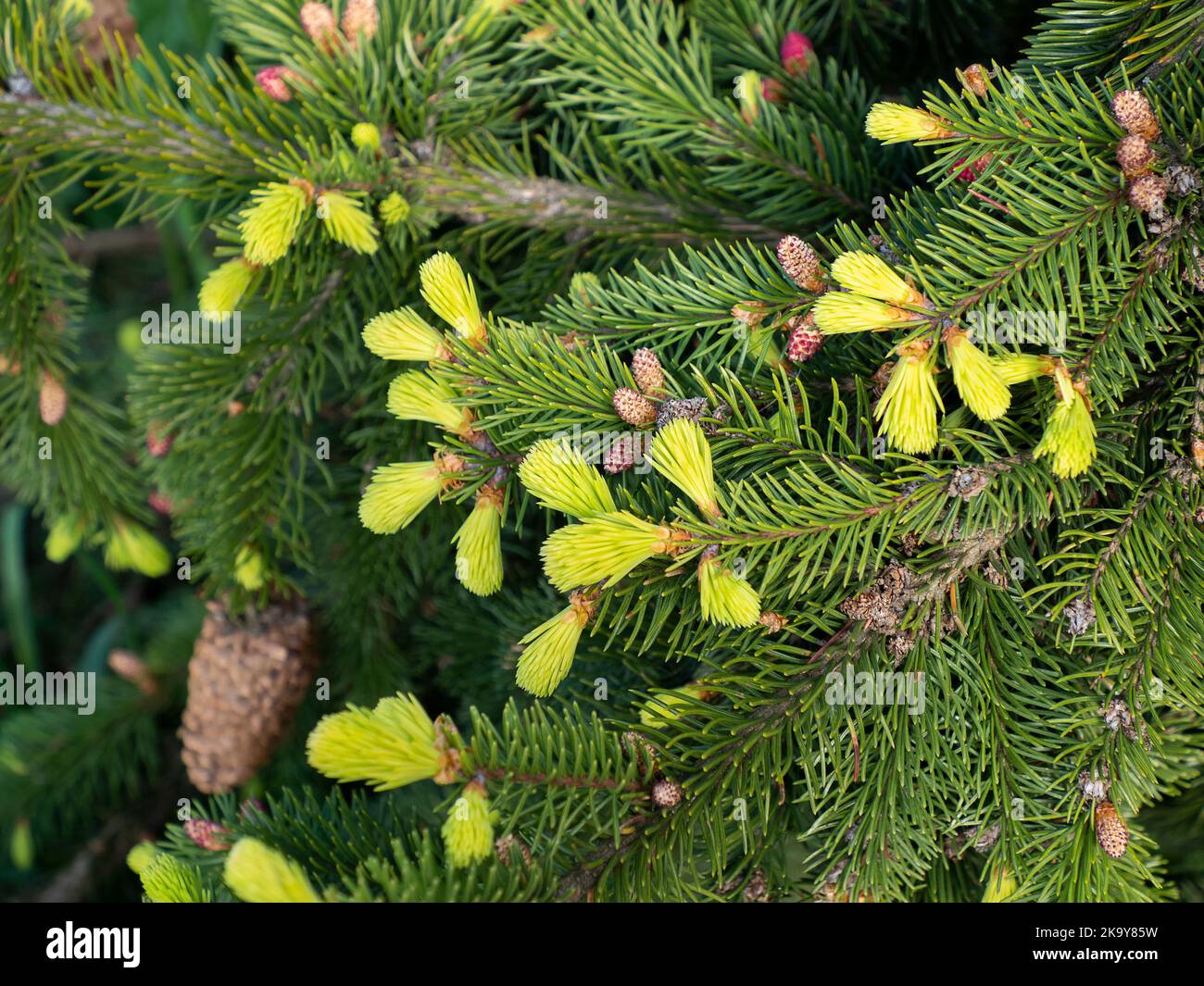Picea abies, the Norway spruce or European spruce, young male spikelets and needles Stock Photo