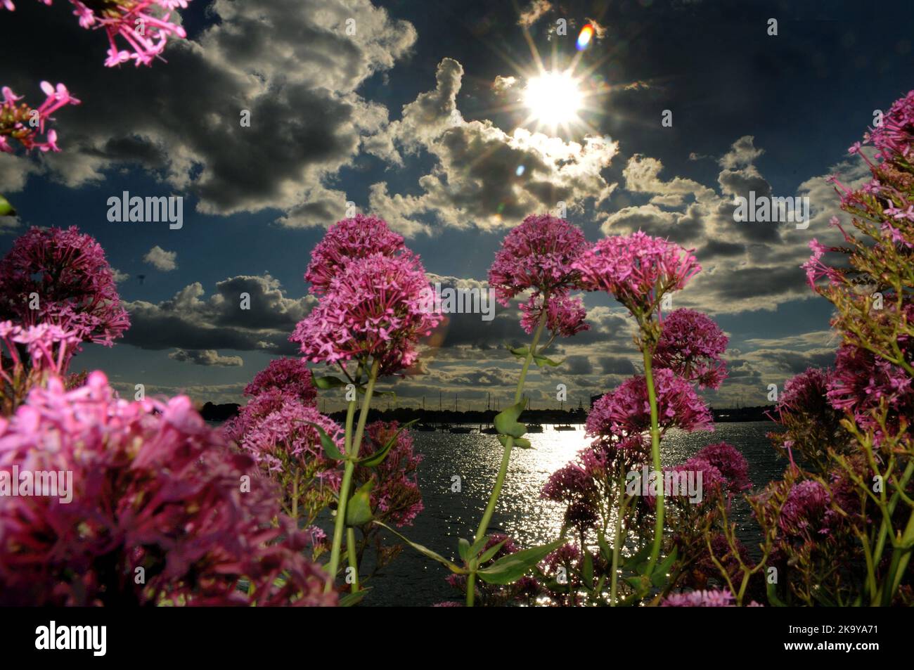 23.05.2015  Purple Valerianflowers  sprout from a wall at Port Solent, near Portsmouth standing out amongst the clouds and  bright sunshine a nd long June days  Pic Mike Walker, Mike Walker Pictures Stock Photo