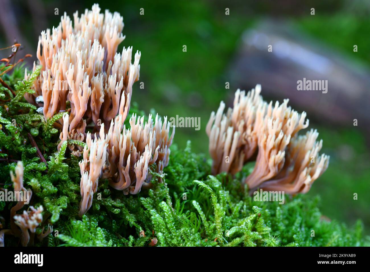 Artomyces pyxidatus, branched cup coral Stock Photo