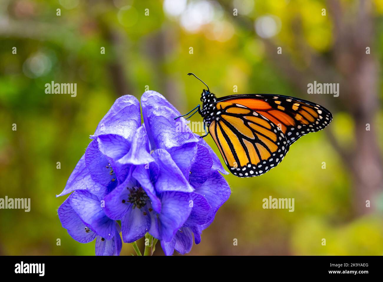 Releasing Monarch Butterfly at Acton Arboretum, Acton, Massachusetts