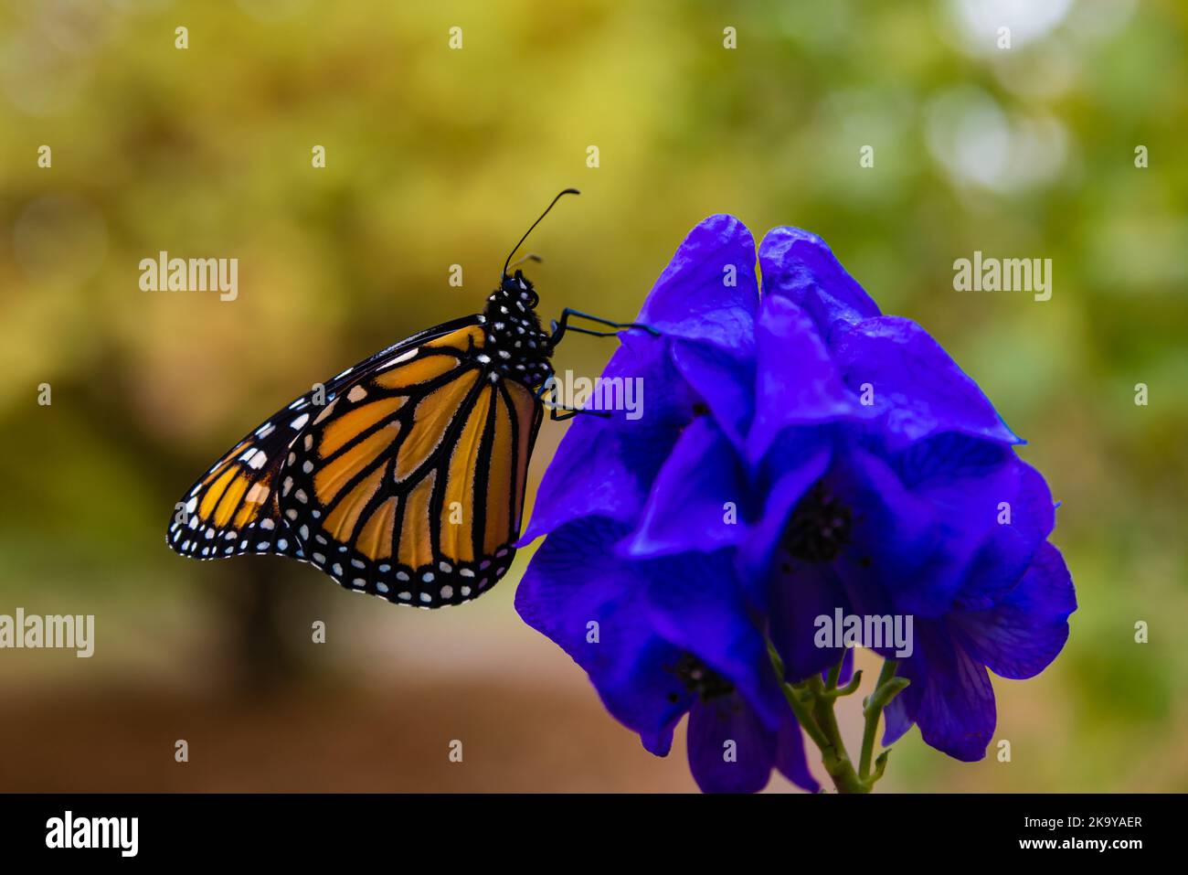 Releasing Monarch Butterfly at Acton Arboretum, Acton, Massachusetts