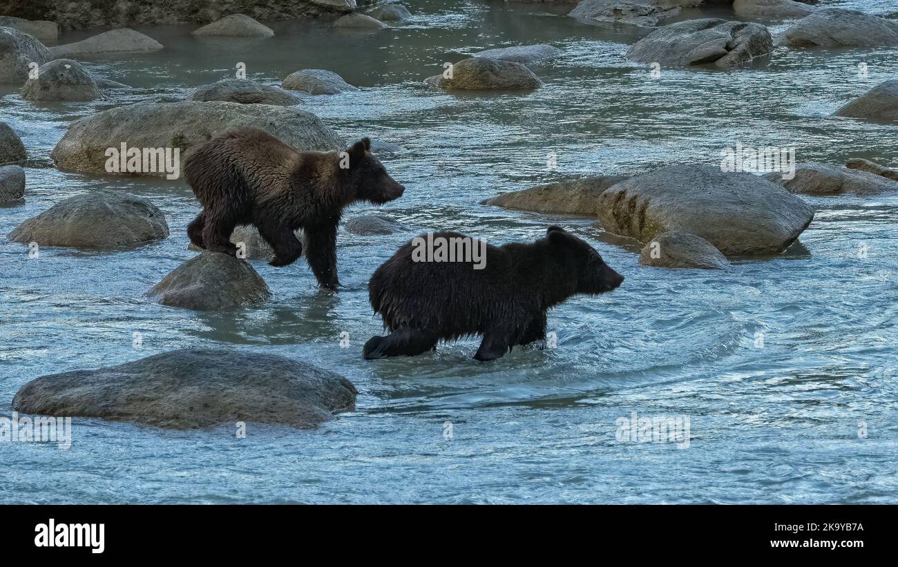 Two young grizzlys walking in the river in Alaska Stock Photo