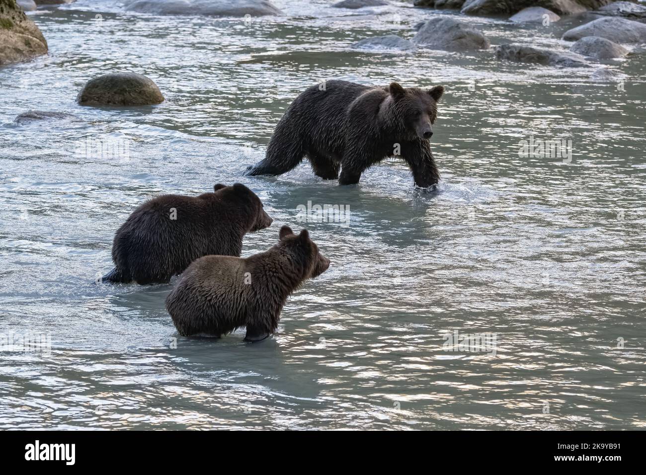 Two young grizzlys walking in the river in Alaska Stock Photo