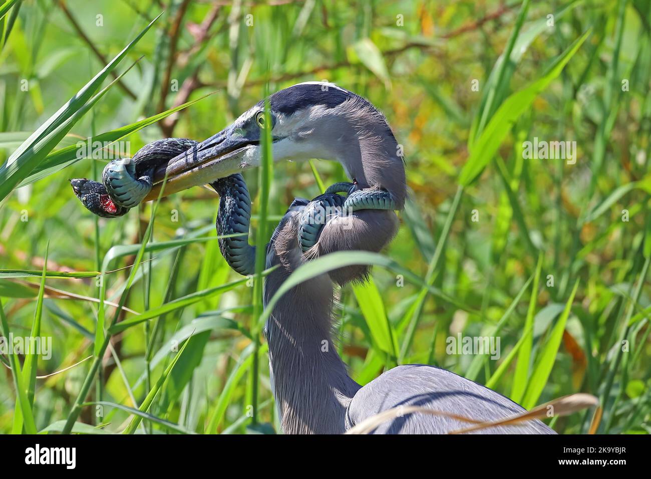 Great blue heron wrestling with snake in it's beak while the snake is wrapped around the herons neck. Stock Photo