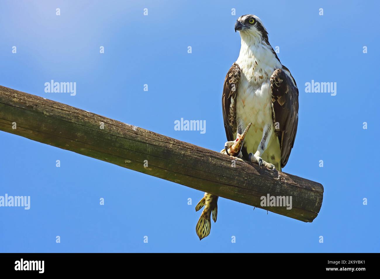 Osprey sat on beam with a large fish in it's talons set against a blue sky. Stock Photo