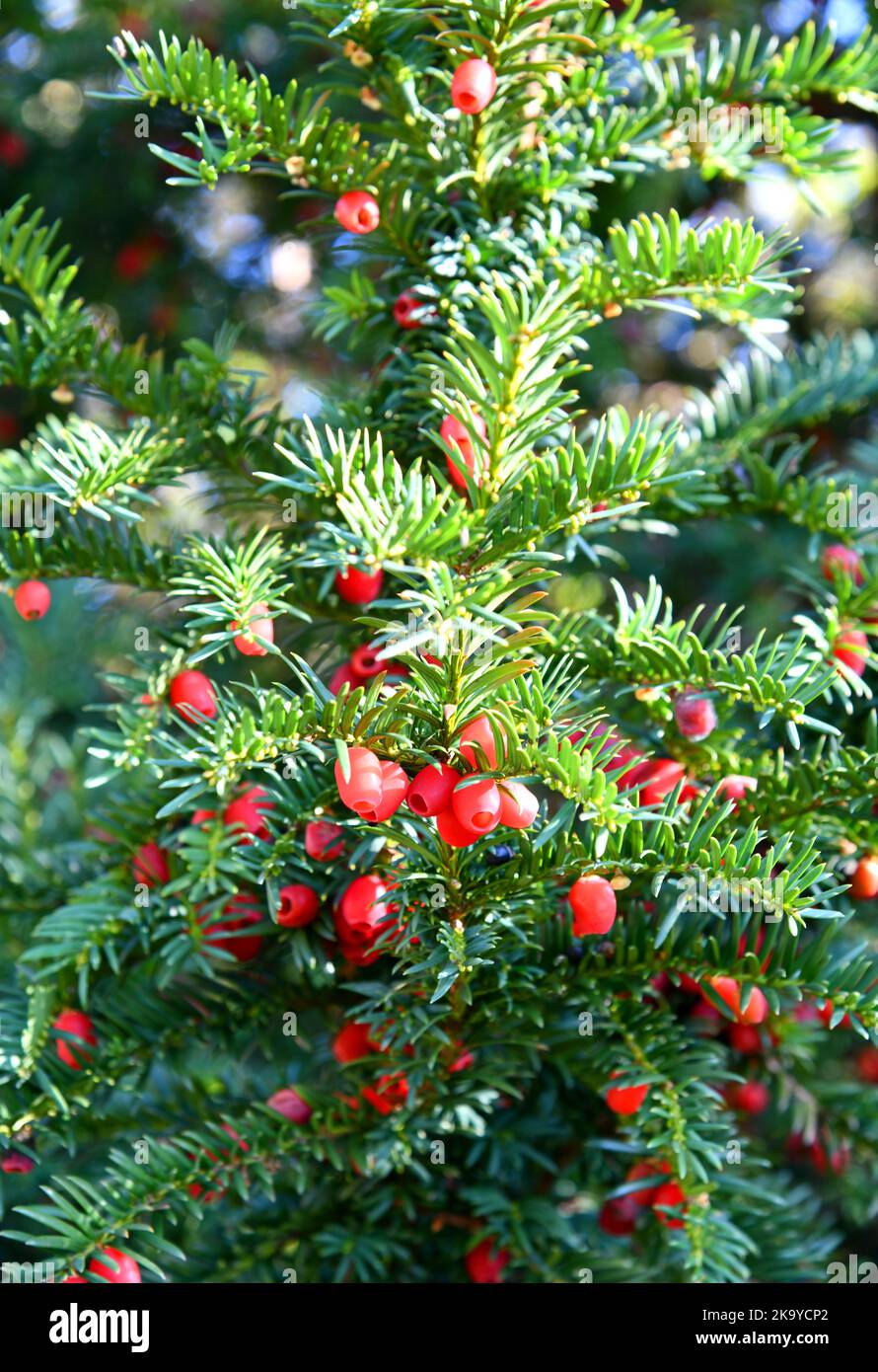 European yew with red sed coat Stock Photo
