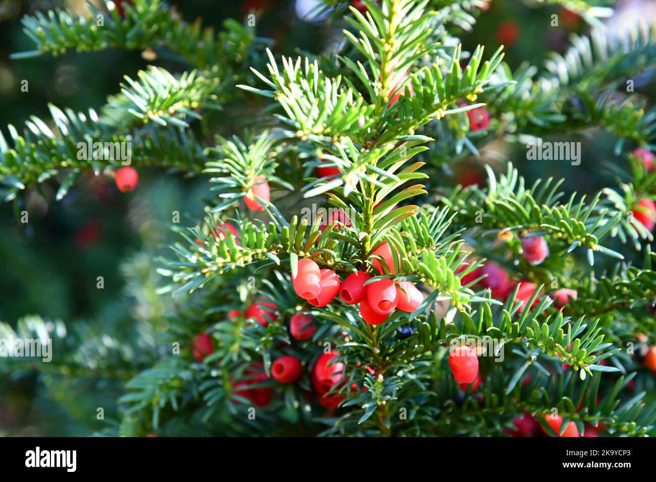 European yew with red sed coat Stock Photo