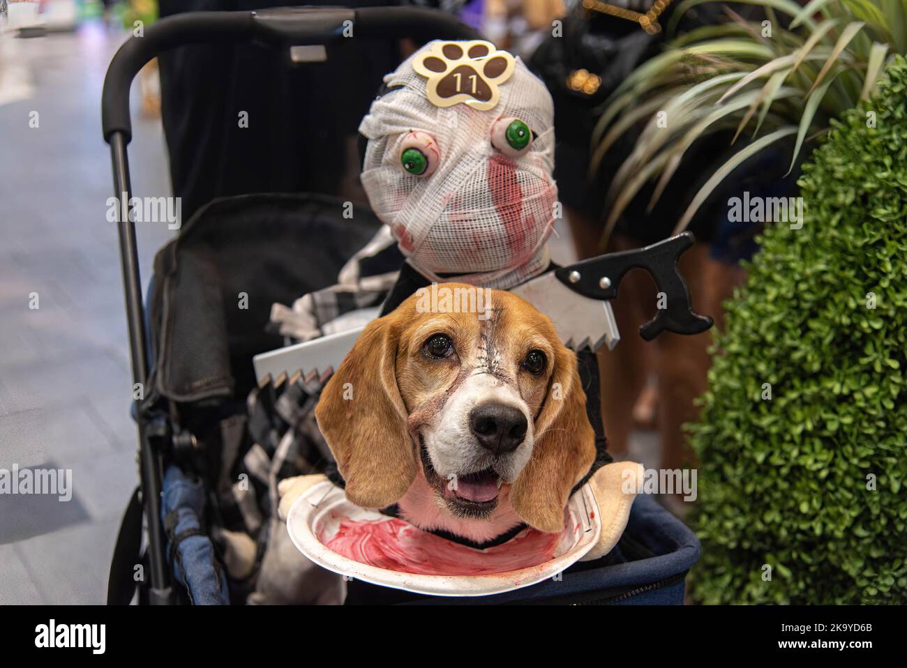 Bangkok, Thailand. 30th Oct, 2022. A dog seen dressed in a costume during the Halloween dogs dressing contest at Central Eastville in Bangkok. The event was held to celebrate Halloween festival. Credit: SOPA Images Limited/Alamy Live News Stock Photo