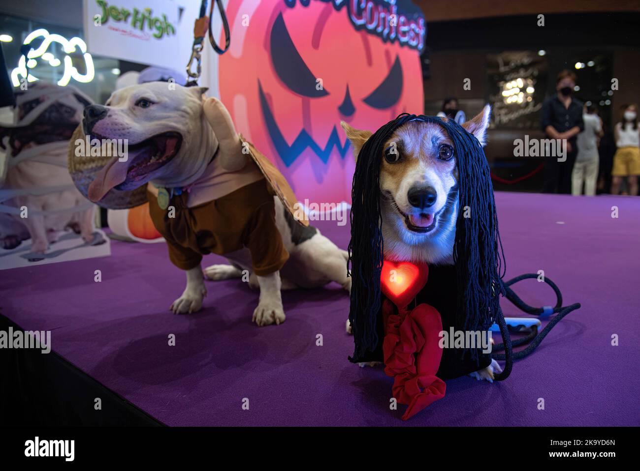 Bangkok, Thailand. 30th Oct, 2022. Dogs seen dressed in a costume during the Halloween dogs dressing contest at Central Eastville in Bangkok. The event was held to celebrate Halloween festival. Credit: SOPA Images Limited/Alamy Live News Stock Photo