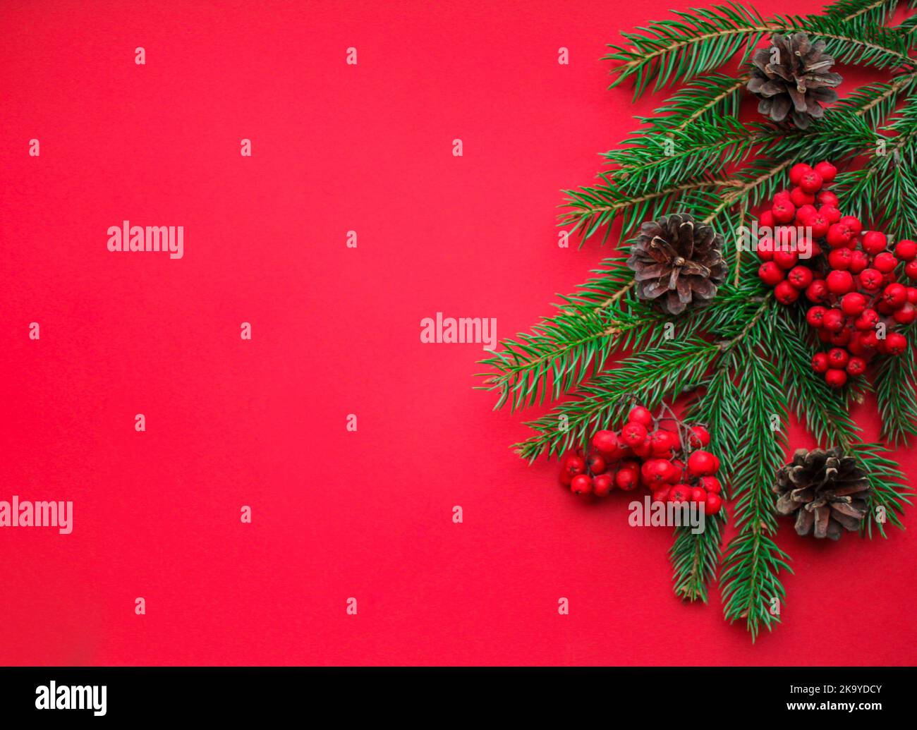 The spirit of Christmas, nature decorations: fir branches, cones, bright red Rowan berries on a bright red background with space for text Stock Photo