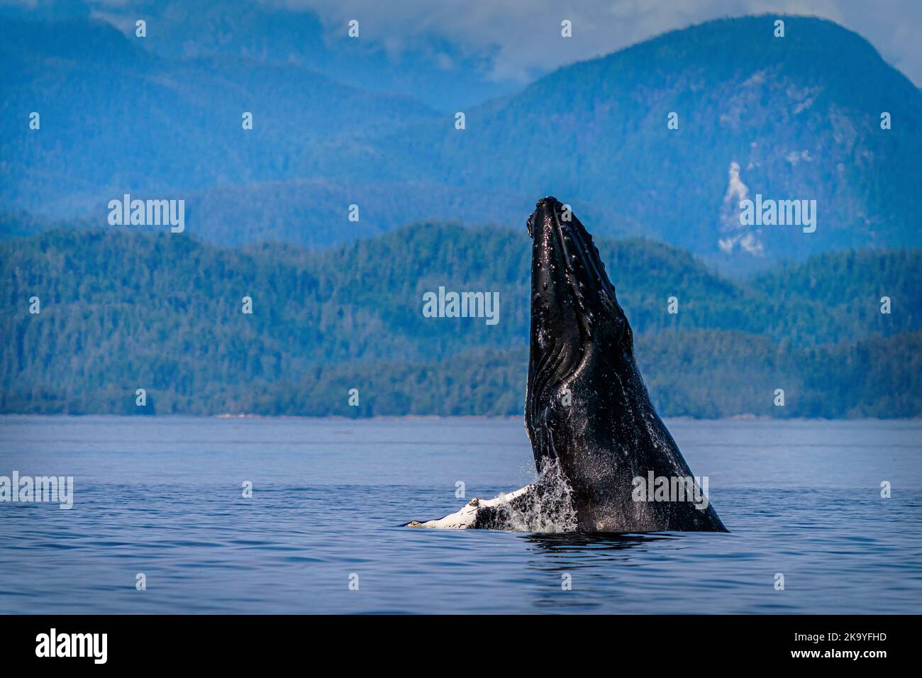 Humpback whale (Megaptera novaeangliae breaching in front of the British Columbia Coastal Mountains in Queen Charlotte Strait, First Nations Territory Stock Photo