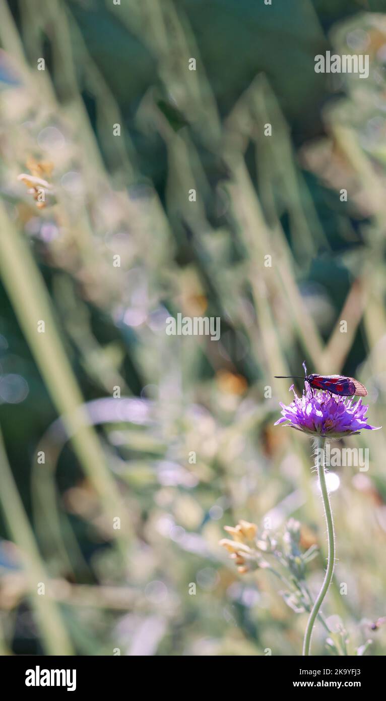 Postcard summer. A bug on a wildflower. Meadow flower in the grass. Stock Photo