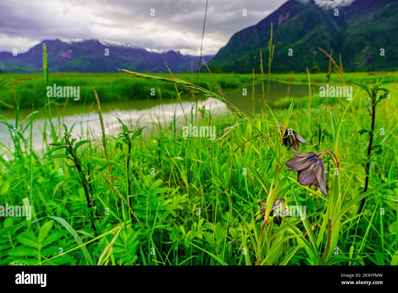 Riverbank along the Kingcome River Valley in the Musgmagw Dzawada'enuwx Territory, First Nations Territory, British Columbia, Canada. Kamchatka fritil Stock Photo