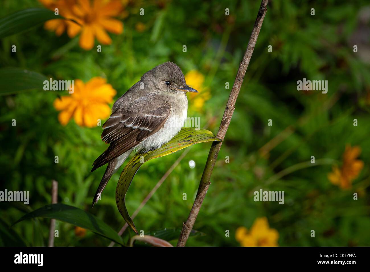 Little flycatcher perched Stock Photo