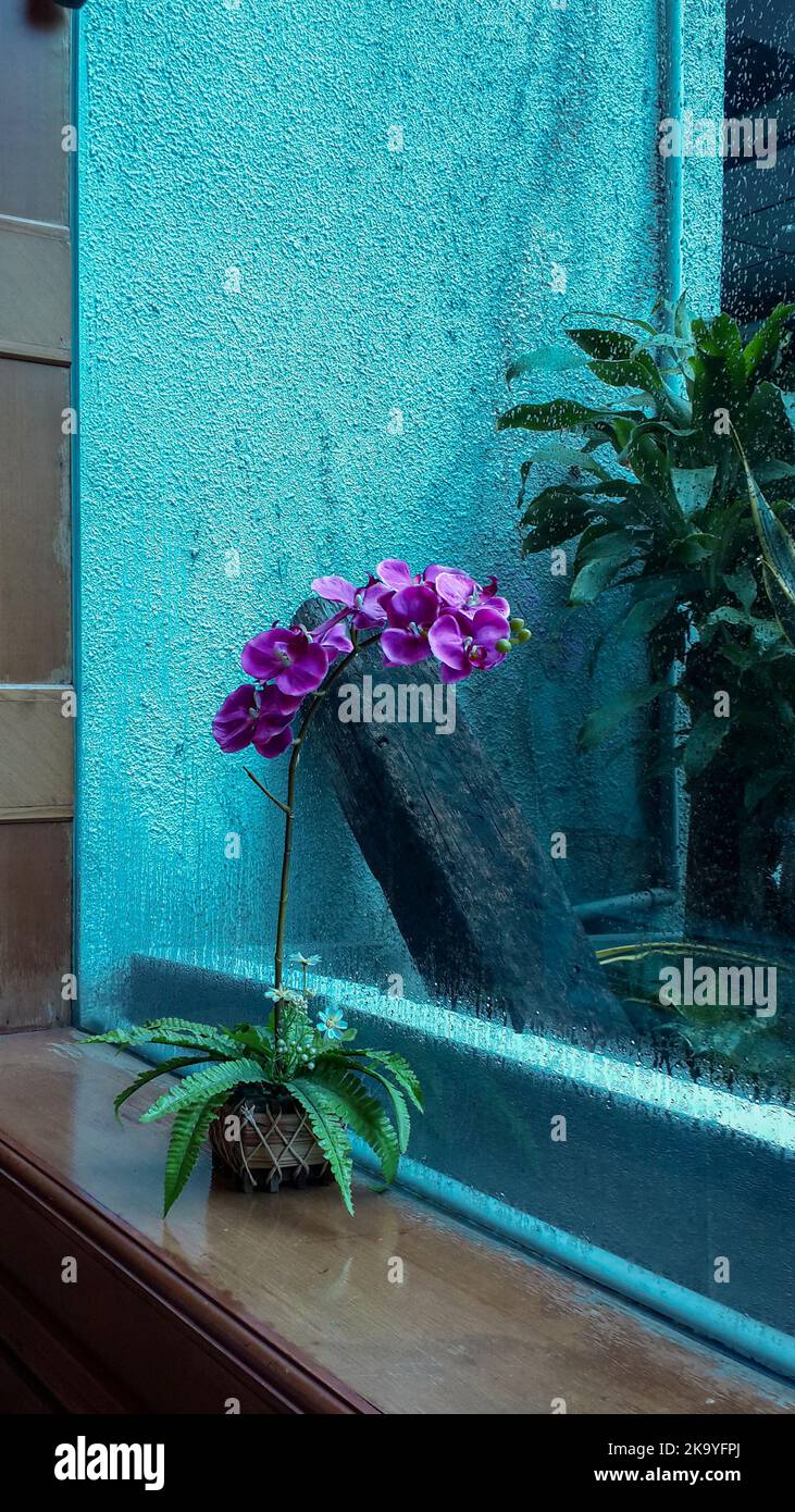 Beautiful orchid flowers that represent nature as beautifully as