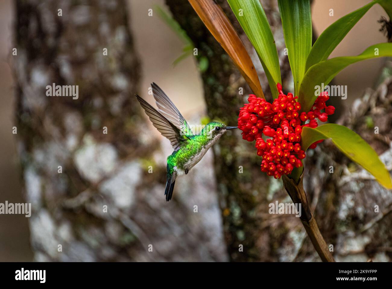 Garden emerald hummingbird (female) on Maxillaria fulgens orchid Stock Photo