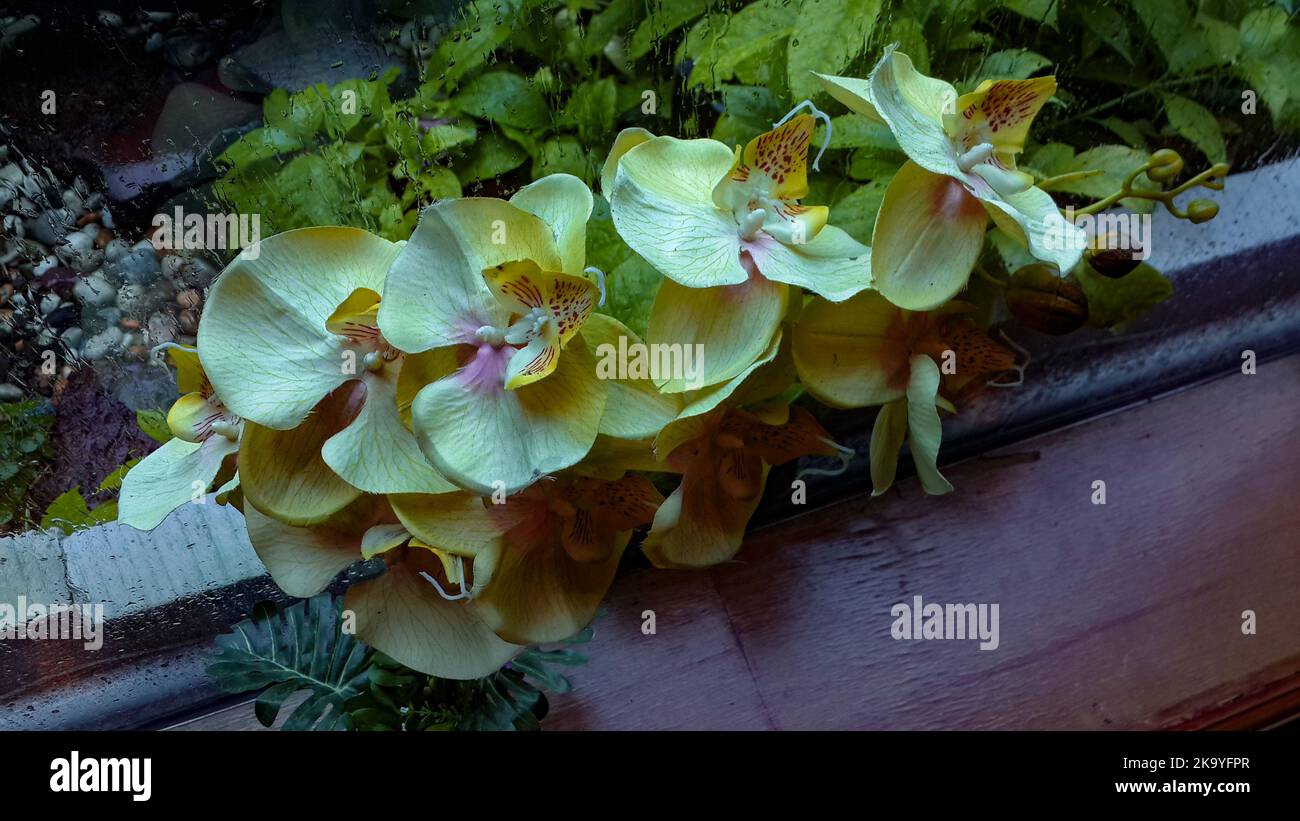 Beautiful orchid flowers that represent nature as beautifully as