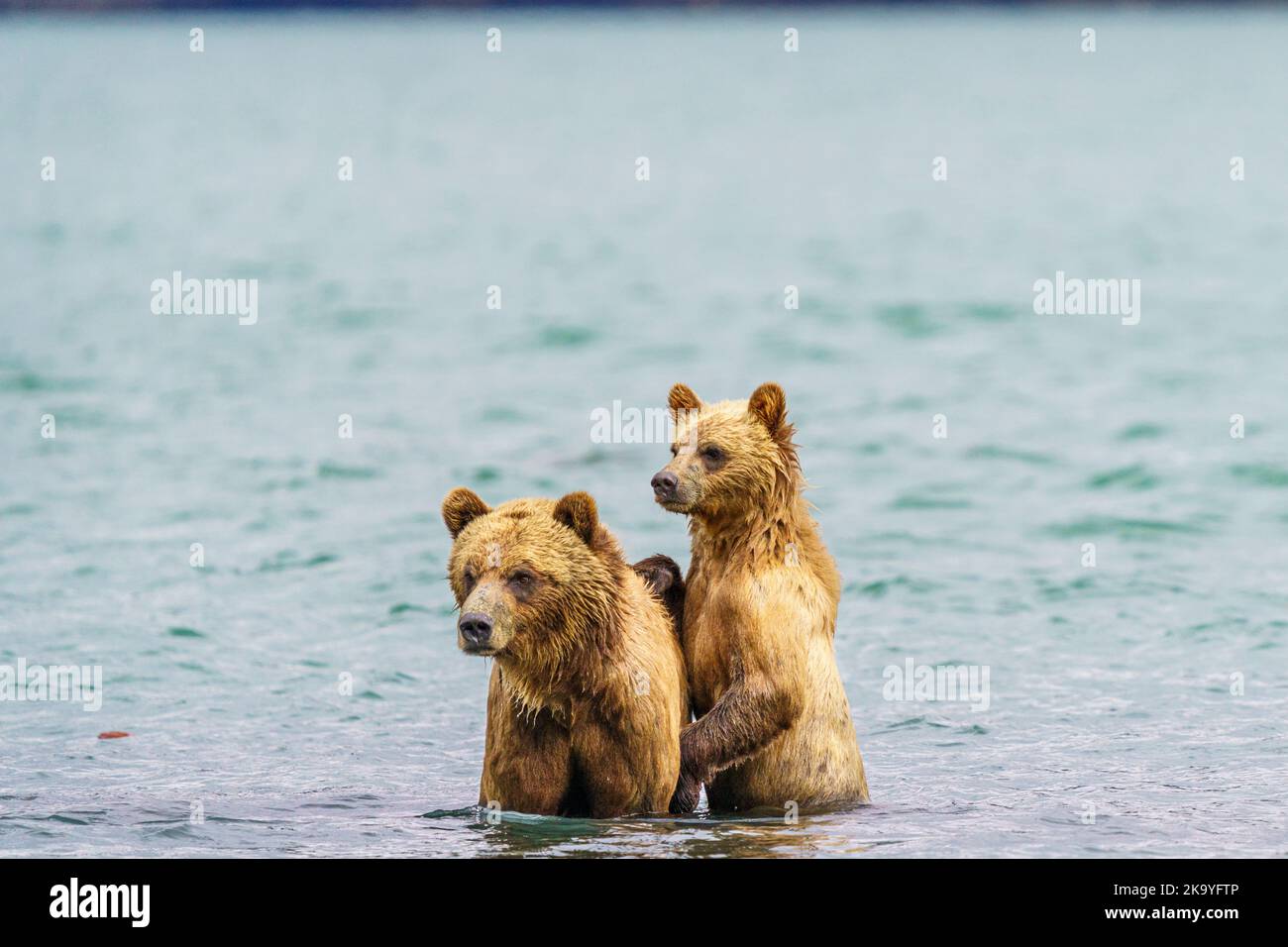 Grizzly bear mom with cub in Knight Inlet, First Nations Territory, British Columbia, Canada Stock Photo