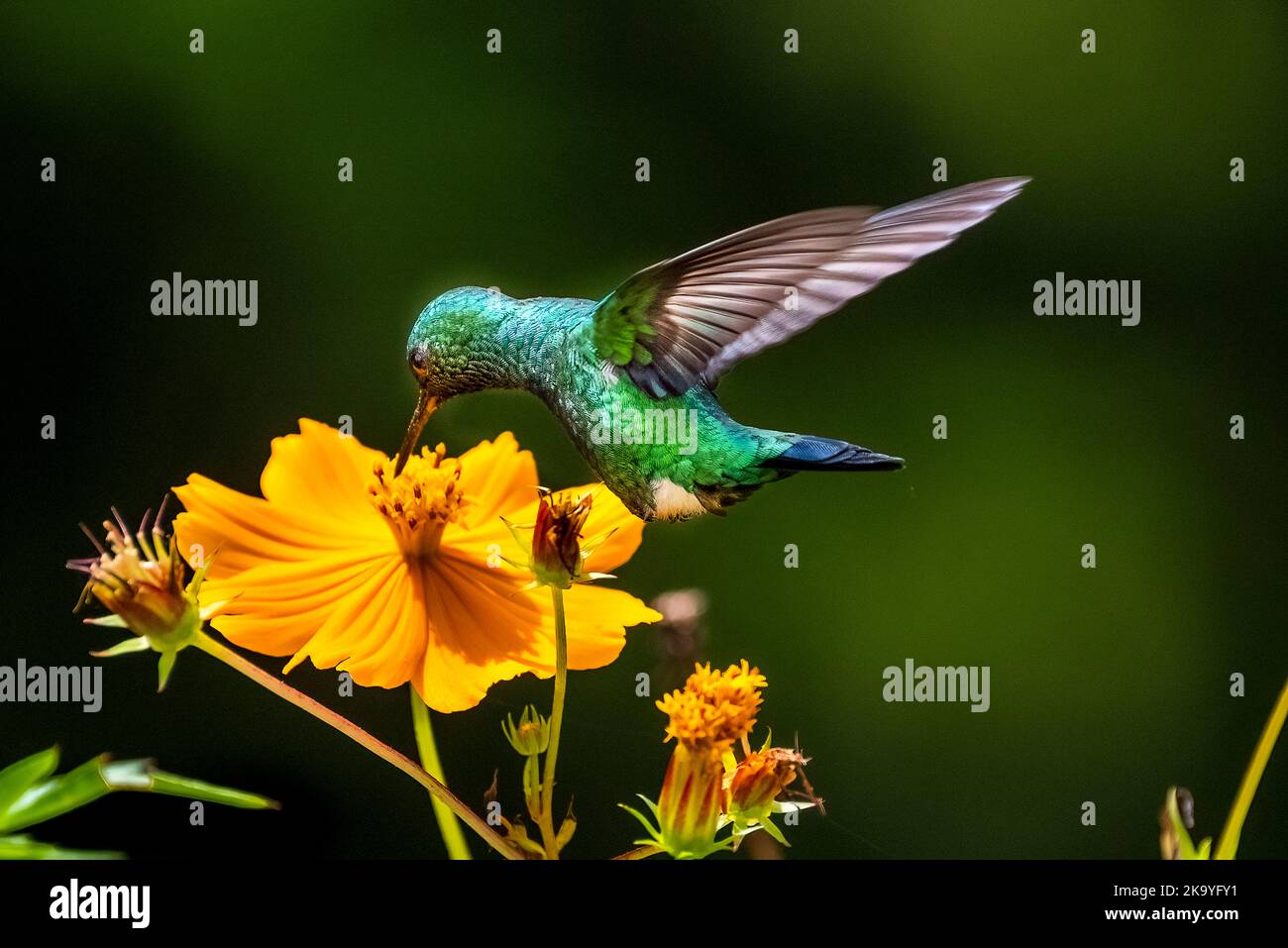 Little green garden emerald hummingbird feeding on a orange flower Stock Photo