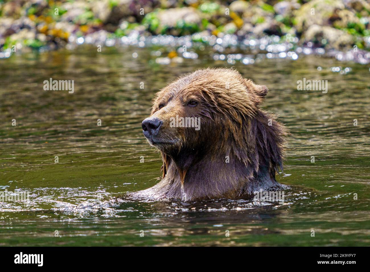 Grizzly bear mom enjoying a bath on a hot summer day along the low tideline in Knight Inlet, First Nations Territory, Traditional Territories of the K Stock Photo