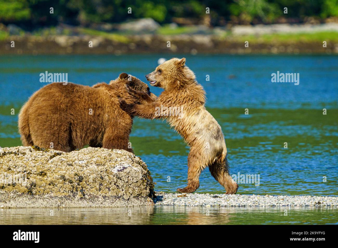 Grizzly bear mom with her cub (2nd year) playing along the low tideline in Knight Inlet, First Nations Territory, Traditional Territories of the Kwakw Stock Photo