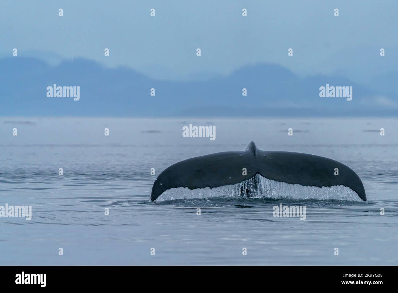 Humpback whale lifting its fluke to go for a deeper dive, Queen Charlotte Sound, off Vancouver Island, First Nations Territory, Traditional Territorie Stock Photo