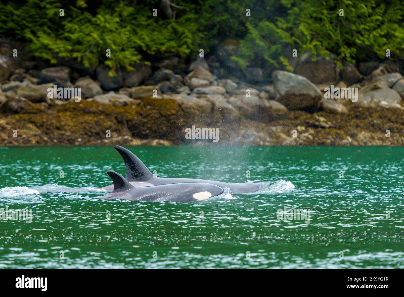 Biggs killer whales (orcas) close to the Knight Inlet shoreline, Knight Inlet, First Nations Territory, Traditional Territories of the Kwakwaka'wakw P Stock Photo