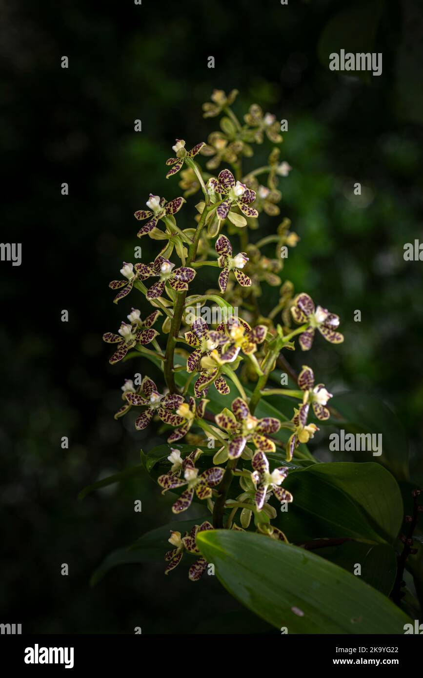 Encyclia Vespa – Anacheilium Crassilabium orchid flowers image taken in Panamas cloud forest Stock Photo