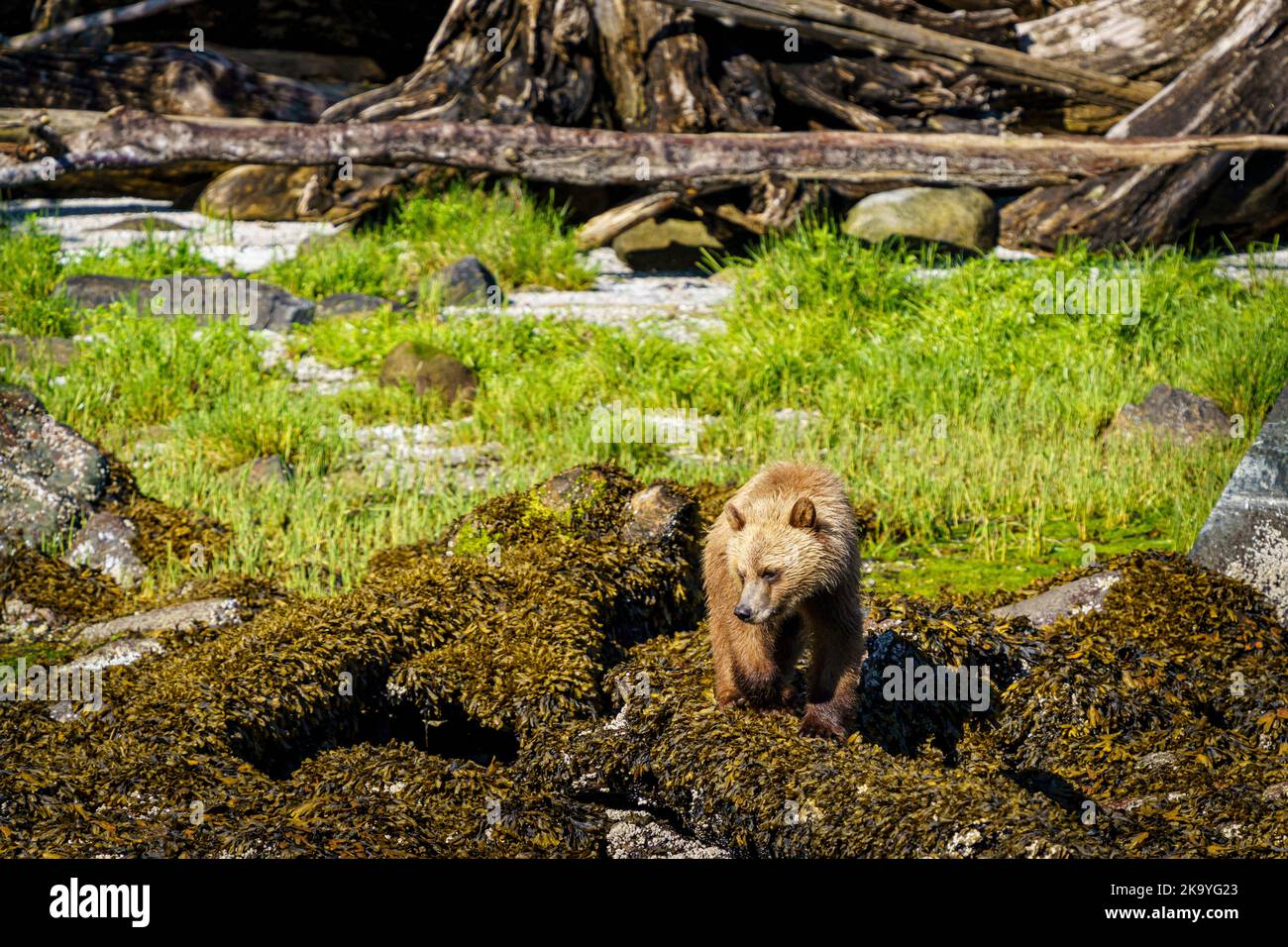 Grizzly bear cub, 2nd year, in seaweed at low tide along the Knight Inlet shoreline, Knight Inlet, First Nations Territory, Traditional Territories of Stock Photo