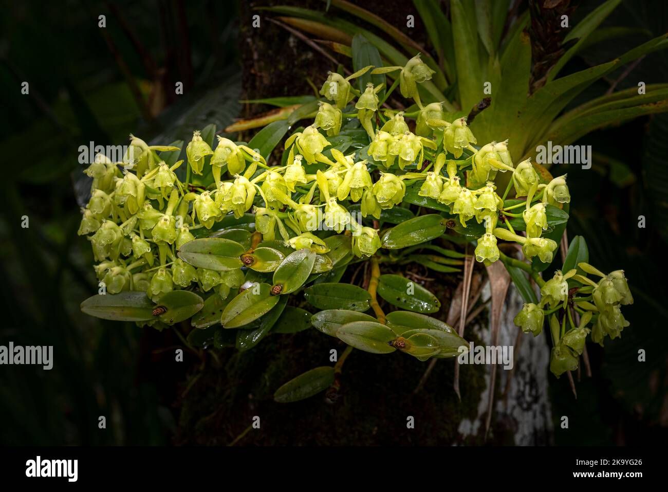 Epidendrum amparoanum green orchid flowers image taken in Panamas cloud forest Stock Photo