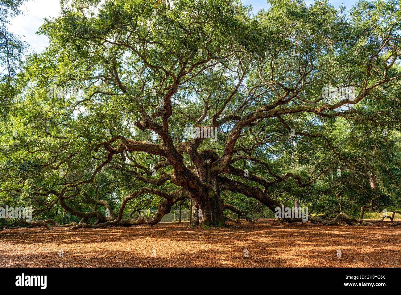 Angel oak tree hires stock photography and images Alamy